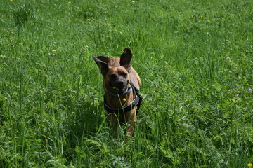 Happy summer dog runs and rests in nature.