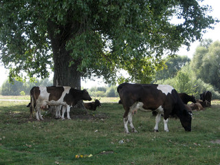 Naklejka na ściany i meble The natural landscape with cows. Summer. Ukrainian landscape