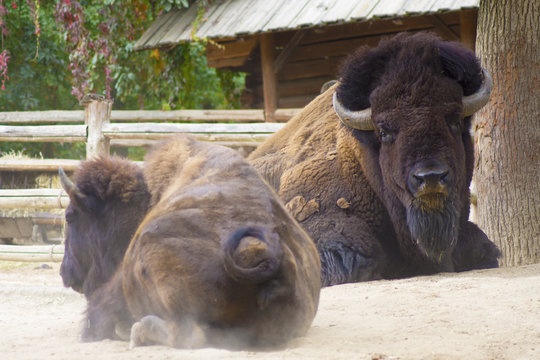 Large male bison