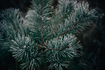 Pine branch covered in morning frost, close-up, winter morning. Christmas card.