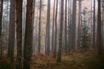 Fototapeta premium Mysterious forest in morning fog, in Kemeri national park in Latvia.