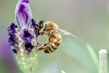 bees over Lavender
