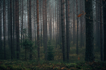 Mysterious forest in morning fog, in Kemeri national park in Latvia.