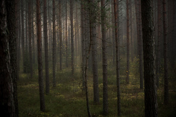 Fototapeta premium Mysterious forest in morning fog, in Kemeri national park in Latvia.