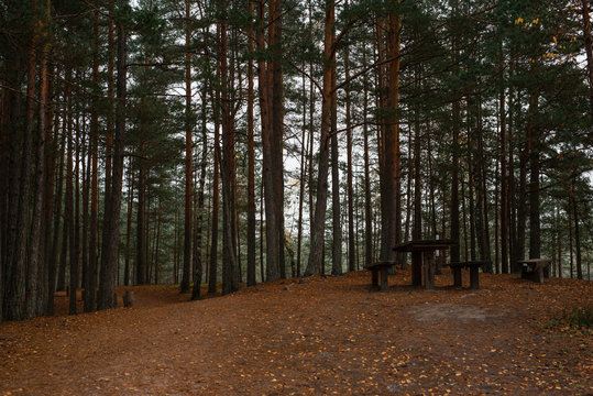Mysterious forest with tables and benches in autumn, in Kemeri national park in Latvia.