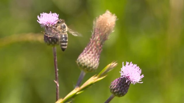 Bee collecting pollen from flowers - slo mo