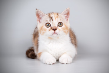 Obraz premium Scottish straight shorthair cat on colored backgrounds