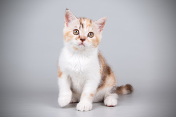 Scottish straight shorthair cat on colored backgrounds