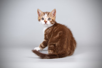 Scottish straight shorthair cat on colored backgrounds