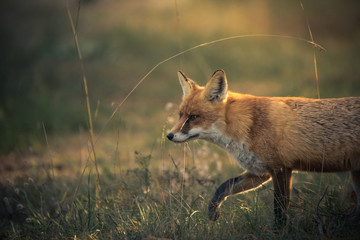 Red fox in profile walking in the green meadow at sunset.