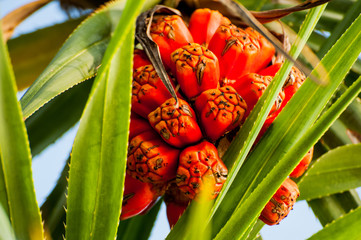 tropical fruits from Bali