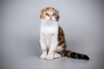 Scottish fold shorthair cat on colored backgrounds