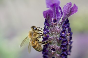 bees over Lavender
