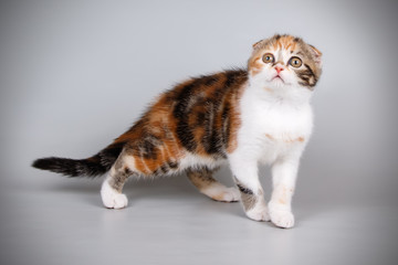 Scottish fold shorthair cat on colored backgrounds