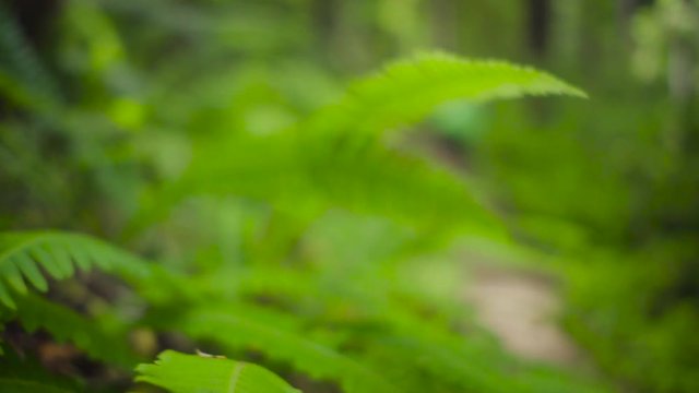 Young woman walks down trail camera pans from her to fern bush. Shot in 120fps slow motion.