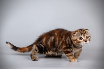 Obraz premium Scottish fold shorthair cat on colored backgrounds