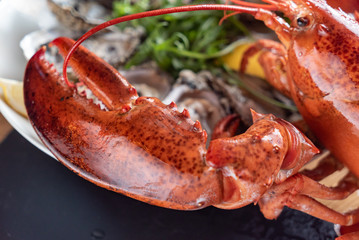 cooked lobster closeup