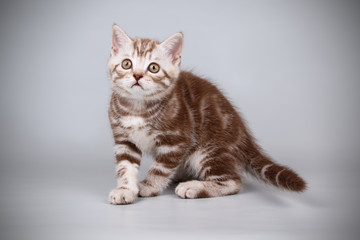 Scottish straight shorthair cat on colored backgrounds