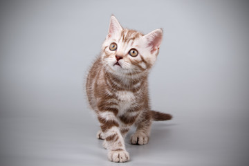 Scottish straight shorthair cat on colored backgrounds