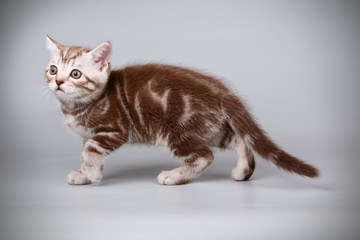 Scottish straight shorthair cat on colored backgrounds