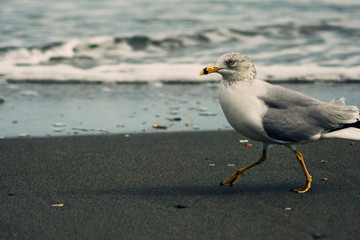 seagull on the beach