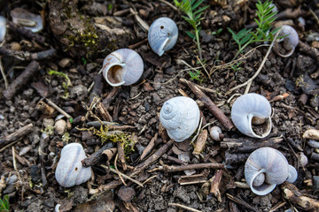 Empty and dry snail shells on ground. Top view.