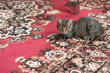 Kitty caught a little gray mouse, on the carpet