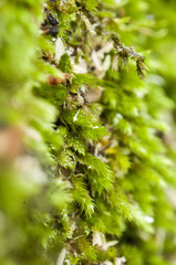 Nature Background. Moss Close Up View. Macro Details. Selective Focus.