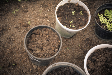 Old buckets in the greenhouse with soil and plants in it. Work concept, copy space. Top view. Vintage style with grain.