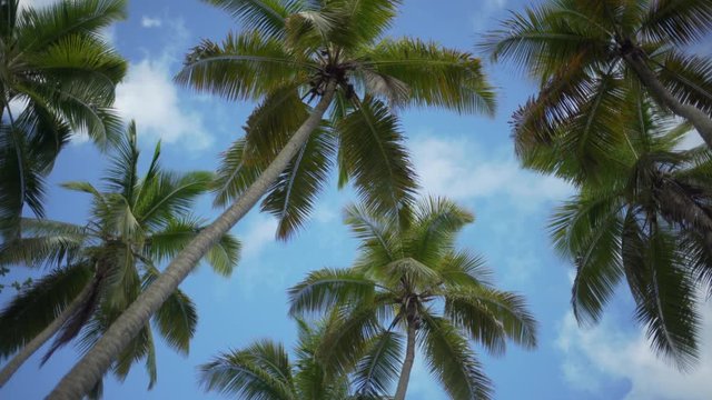 Background Plate of Looking up at palm trees with light clouds moving