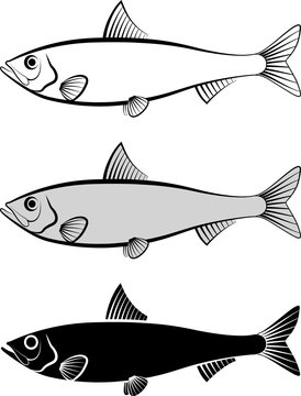 sardine - vector illustration