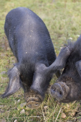 Large Black pig