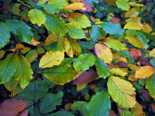 Autumn beech leaves with mixed colours