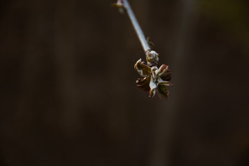 Close up of plum tree buds in backlight on sunny spring day. Shallow depth of field. Film effect.