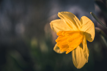 Beautiful yellow Daffodil flower or narcissus in the sunlight on green background. The perfect image for spring background, flower landscape.