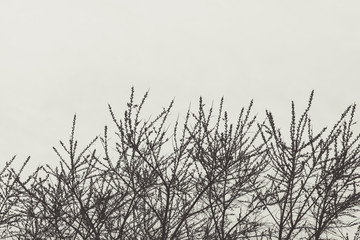 Silhouette of tree branches against white background, decorate and design. Black and white, matte style image. Copy space available.