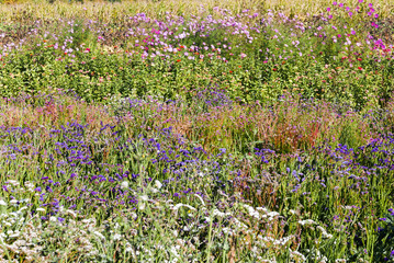 A field of cultivated flowers 