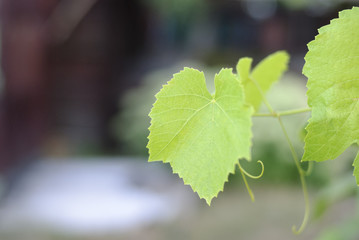 green leaves of a tree