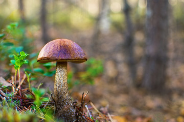 Forest mushrooms. birch mushroom. aspen mushroom.