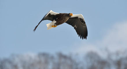 Steller's sea eagle in flight. Adult Steller's sea eagle . Scientific name: Haliaeetus pelagicus. Blue sky background.