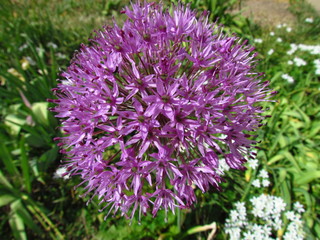 Obraz premium Purple flower of cultivated garden garlic, botanic name Allium, ornamental garden plant