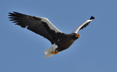 Steller's sea eagle in flight. Adult Steller's sea eagle . Scientific name: Haliaeetus pelagicus. Blue sky background.