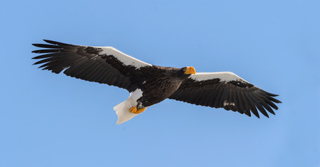 Steller's sea eagle in flight. Adult Steller's sea eagle . Scientific name: Haliaeetus pelagicus. Blue sky background.