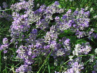 Naklejka premium a bundle of dark violet lavender, the healing plant promotes wound healing, treats skin diseases and inflammation, partially out of focus close-up
