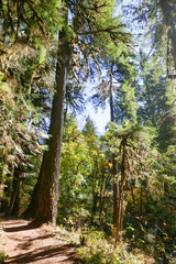 Vertical of hiking path in Oregon with evergreens