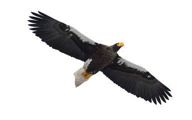 Steller's sea eagle in flight. Adult Steller's sea eagle . Scientific name: Haliaeetus pelagicus. Isolated on white background.