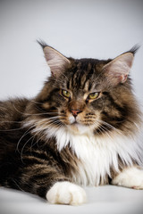 Maine Coon cat on colored backgrounds