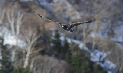 Juvenile White-tailed eagle in flight. Mountain background. Scientific name: Haliaeetus albicilla, also known as the ern, erne, gray eagle, Eurasian sea eagle and white-tailed sea-eagle.
