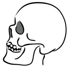 linear sketch of the skull in profile