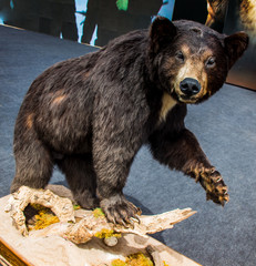 The stuffed big black bear as wild animal in view